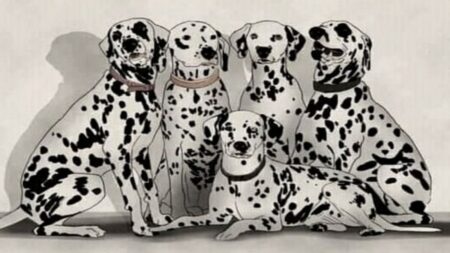 Na obrázku s dalmatiny se schovala panda, ale kam? Jen lidé s ostřížím zrakem dokáží na tuto otázku odpověď do 10 sekund