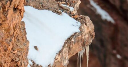 Pouhá 3 % lidí dokážou najít skryté zvíře na obrázku: Schovalo se tak dobře, že bez ostřížího zraku ho není možné najít