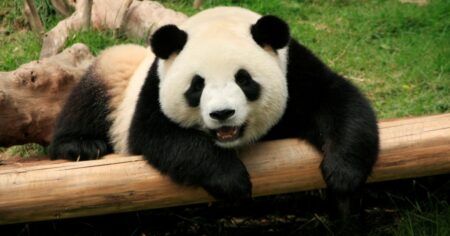 Vsadíme se, že to nezvládnete: Najít 3 pandy bez slunečních brýlí totiž zvládlo jen 0,7 % lidí. Zvládnete to do 18 sekund?