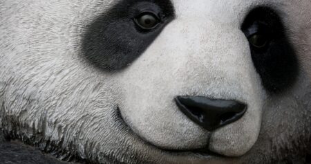 Rozeznat pandu, která se liší, je téměř nadlidský úkol: Inteligence tady nepomůže, chce to jen orlí zrak. Myslíte si, že ho máte?