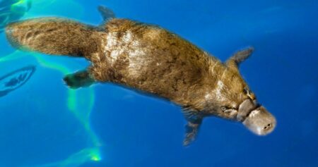 Vyfotil ptakopyska, nikdo mu ale nevěří, protože moc nejde vidět. Jen 1 z jeho 15 kamarádů ho dokázal najít. Vidíte ho?