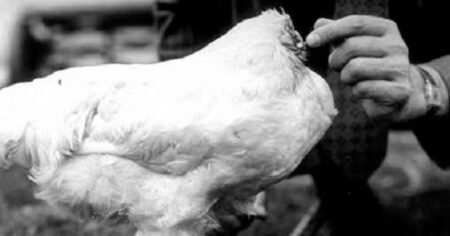 Usekli mu hlavu, on ale dál vesele běhal po dvoře: Bezhlavé kuře Mike vydělalo majitelům balík