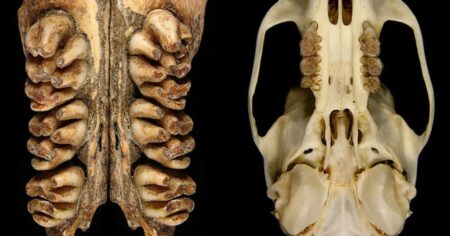 Dvoumetrové obludy vážící 3 tuny: Žádná pohádka, přesně tak vědci popisují pravěké krysy