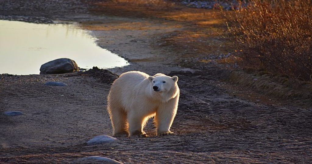 bílý medvěd v přírodě