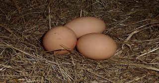 Vejce, nebo slepice: Odpověď je podle vědců jasná, první muselo být vejce