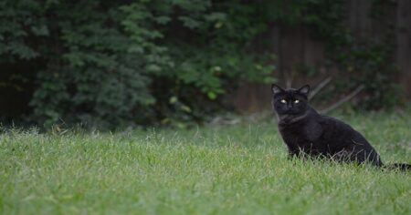 Jak vznikla pověra o černé kočce, která přeběhne přes cestu a přinese smůlu: Prý šlo o posla ďábla