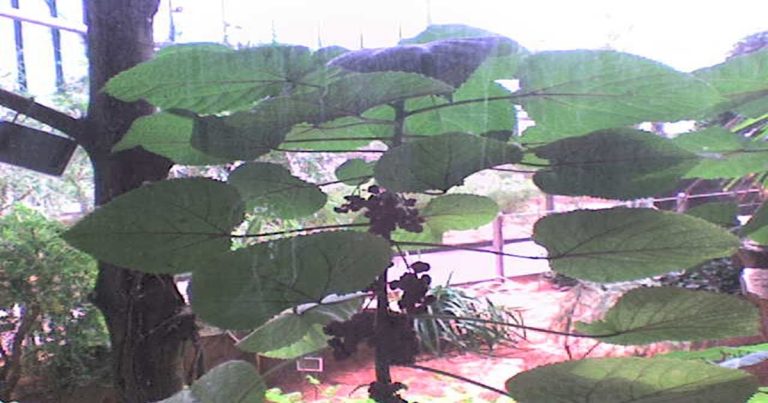 nejjedovatější rostlina světa