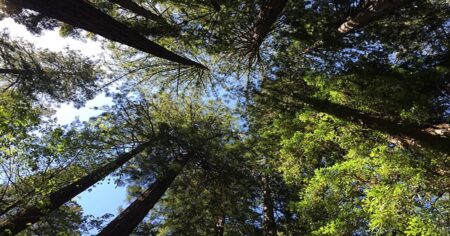 Chtěla zachránit strom, tak se na něj přestěhovala: Julia Hill žila ve výšce 55 metrů po dobu 738 dní