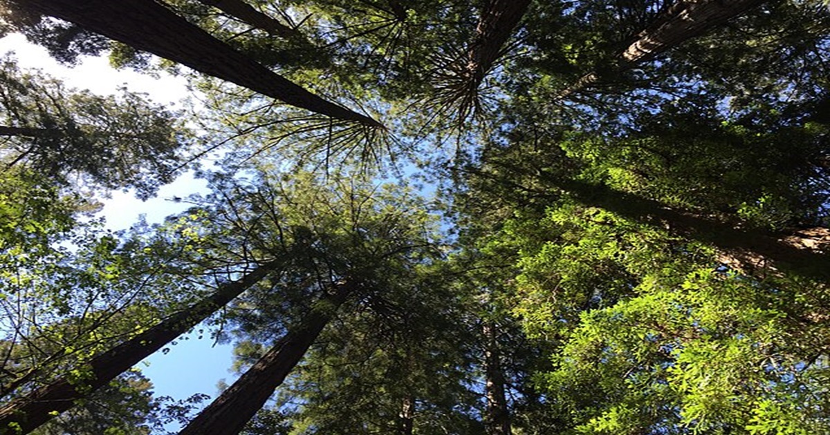 Chtěla zachránit strom, tak se na něj přestěhovala: Julia Hill žila ve výšce 55 metrů po dobu 738 dní