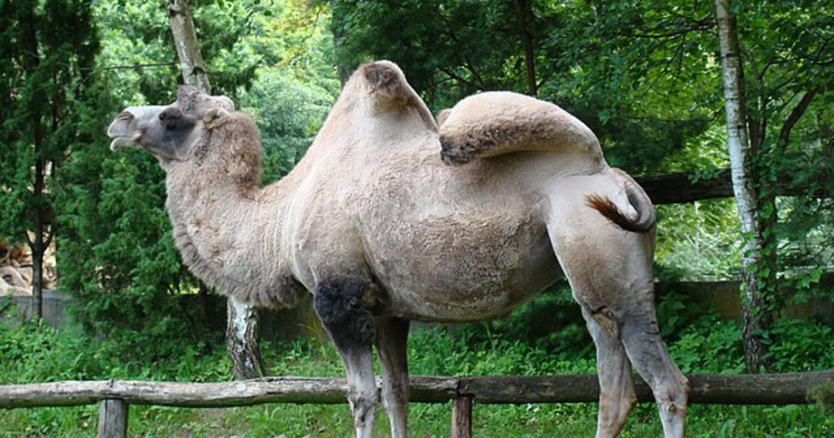 Tak trochu popletená čeština: Slovo velbloud pochází z latinského elephantus, což je ale slon