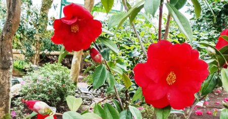 Madeira uprostřed zimy i v Česku. Tohle místo musíte navštívit, načerpáte energii až do jara