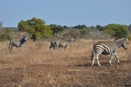 Kvíz: Zvířata ze školy. Kdo dá 9 z 10, má výborný přehled