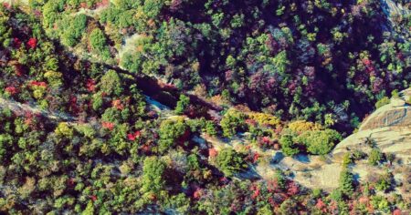 Čína nechala vyrůst les, do kterého by se ČR vešla 9krát. Jedná se o světový unikát