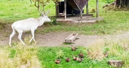 Nejfotogeničtější zvířata ve střední Evropě máme v Česku, vstupné k nim je za babku