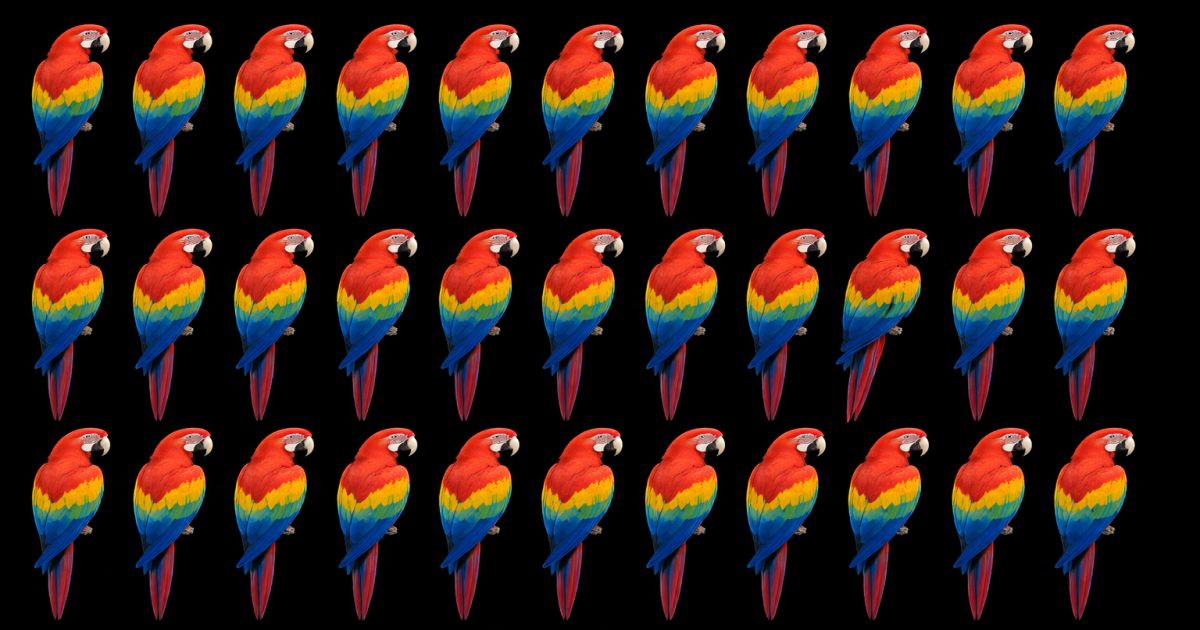 Za 5 vteřin dokáže najít odlišný obrázek jen 1 % Čechů. Pokud to zvládnete, patříte mezi lidi s nejvyšším IQ