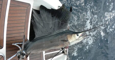 Nejrychlejší lovec oceánu v akci: Jedinečné video, kde plachetník předvádí fascinující hon na sardinky