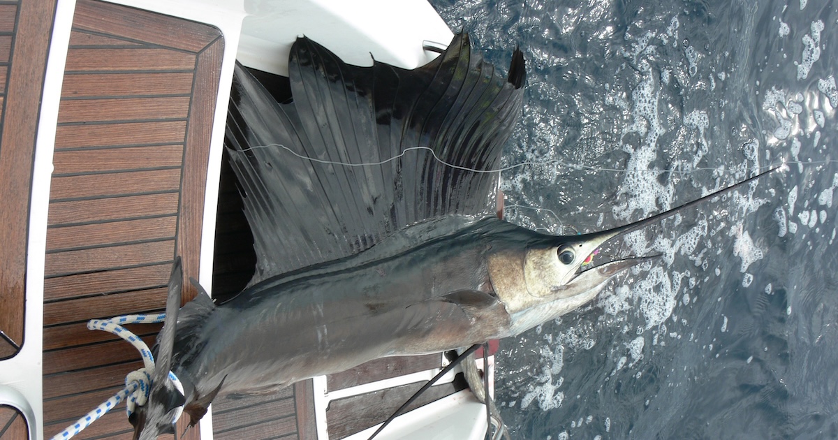 Nejrychlejší lovec oceánu v akci: Jedinečné video, kde plachetník předvádí fascinující hon na sardinky