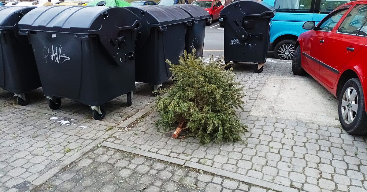 Nevinný zvyk, drahá chyba: Kvůli stromečku po Vánocích hrozí pokuty po celé republice