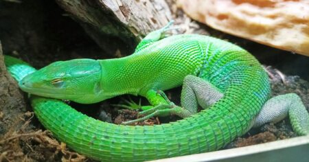 Zoo v Olomouci má vzácné obyvatele, kvůli nimž sem lidé jezdí přes půl Evropy. Češi o ní mnohdy ani neslyšeli