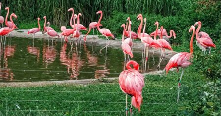 Zoo, kterou lidé skoro neznají, přitom patří k nejkrásnějším v Česku a má vstupné za pár korun