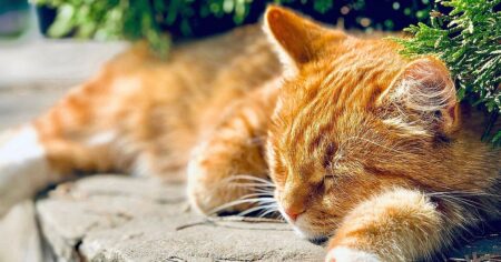 Vyžeňte kočky ze zahrady a začněte s tím už teď. Stačí šikovný plán výsadby a správné vůně