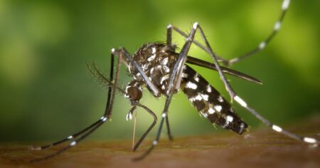 Tropické nemoci míří do Evropy. Vědci varují před novou hrozbou, která se nevyhne ani Česku