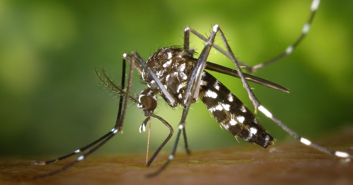 Tropické nemoci míří do Evropy. Vědci varují před novou hrozbou, která se nevyhne ani Česku