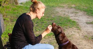 Venčíte psa? A mohla bych to vidět? Podle veterinářů dělá většina majitelů jednu zásadní chybu