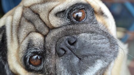 Roztomilost, která bolí. Tato psí plemena si raději nikdy nepořizujte