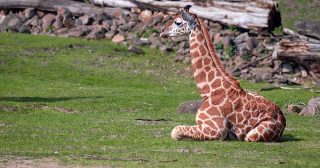 Malý zázrak v Zoo Dvůr Králové. Po letech se narodilo vzácné mládě. ČR opět potvrdila své postavení ve světě
