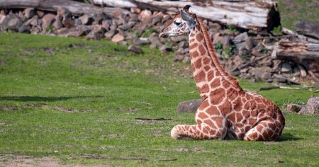Malý zázrak v Zoo Dvůr Králové. Po letech se narodilo vzácné mládě. ČR opět potvrdila své postavení ve světě