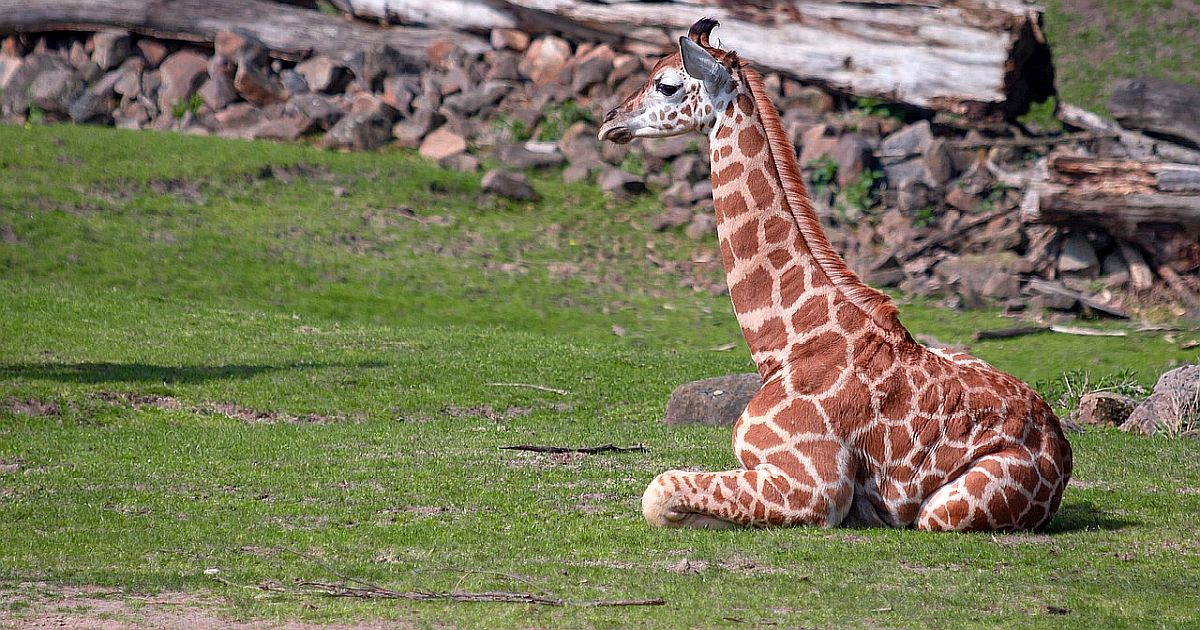 Malý zázrak v Zoo Dvůr Králové. Po letech se narodilo vzácné mládě. ČR opět potvrdila své postavení ve světě