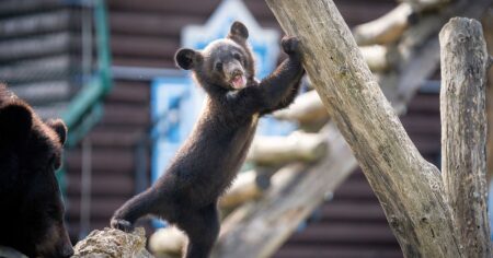 Česko má nejkrásnější zoo ve střední Evropě. Ke zvířatům se tu dostanete tváří v tvář, přesto ji lidé míjí