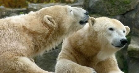 Největší zoo Evropy máte za rohem. Vstup stojí pár korun a uvidíte i pandy