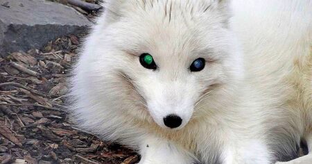 Neuvěřitelný úlovek: Bílá liška s modrýma očima ohromila Německo