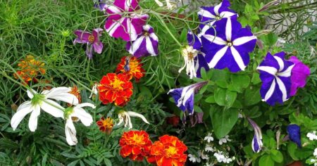 Nenápadný vetřelec: Za jednu rostlinu na zahradě můžete zaplatit statisíce. Problém se týká mnoha Čechů