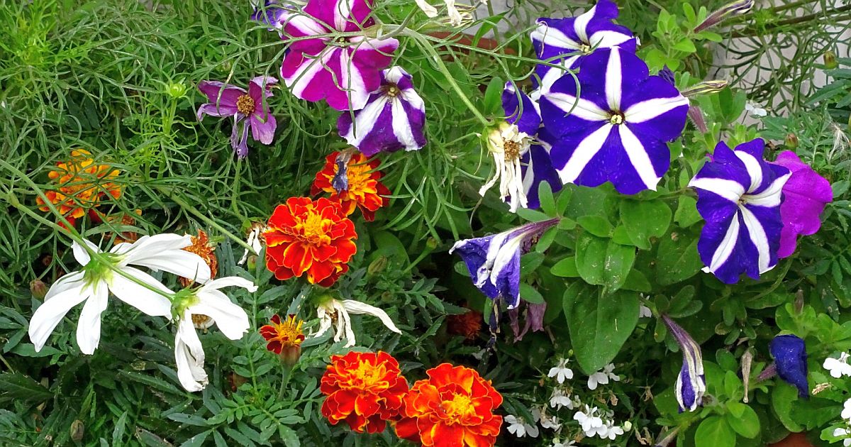 Nenápadný vetřelec: Za jednu rostlinu na zahradě můžete zaplatit statisíce. Problém se týká mnoha Čechů