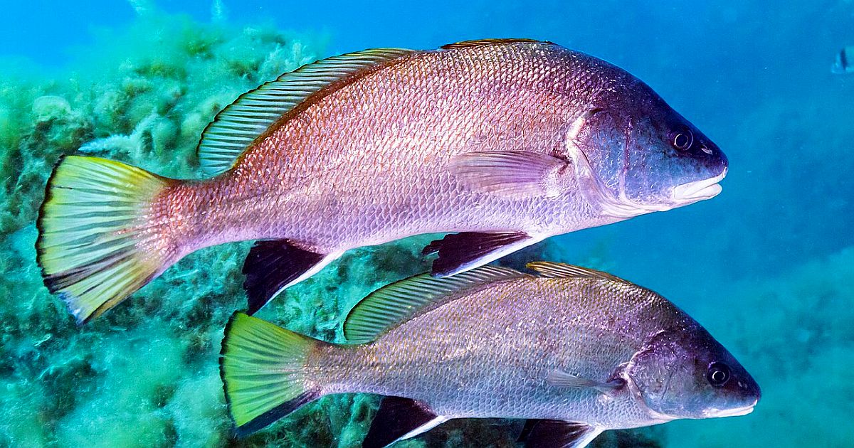 Nejhlasitější „páření“ v přírodě? Tyto ryby zní jako kulomet a mohou ohlušit i delfíny