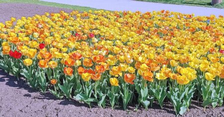 Pospěšte si a předběhněte davy. Výstaviště Flora už rozkvétá, lidí je tu zatím poskrovnu