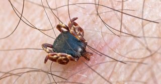 Exotická klíšťata se šíří Českem. Přenáší je ptáci a mohou být nebezpečná i pro člověka