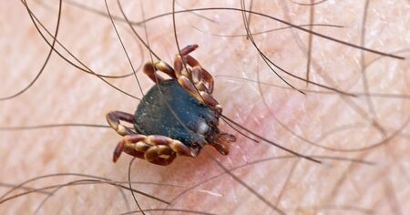Exotická klíšťata se šíří Českem. Přenáší je ptáci a mohou být nebezpečná i pro člověka
