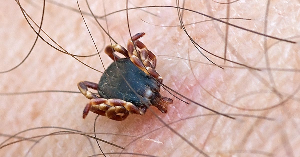 Exotická klíšťata se šíří Českem. Přenáší je ptáci a mohou být nebezpečná i pro člověka