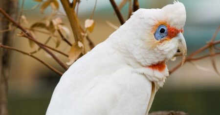 Za vykácený les pro vzácného papouška padla rekordní pokuta. Firma zaplatí stovky milionů Kč