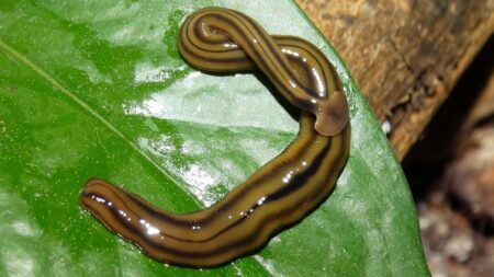 Děsivý vetřelec z Asie: „Kladivový“ červ se šíří i do Evropy