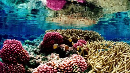 Matka s dcerou objevily největší korál na světě. Je velký jako fotbalové hřiště