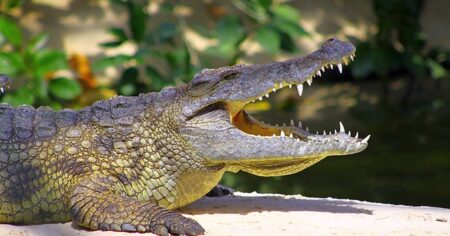 Pravěký „krokodýl“ překvapil vědce: Byl rychlý jako chrt a lovil na souši