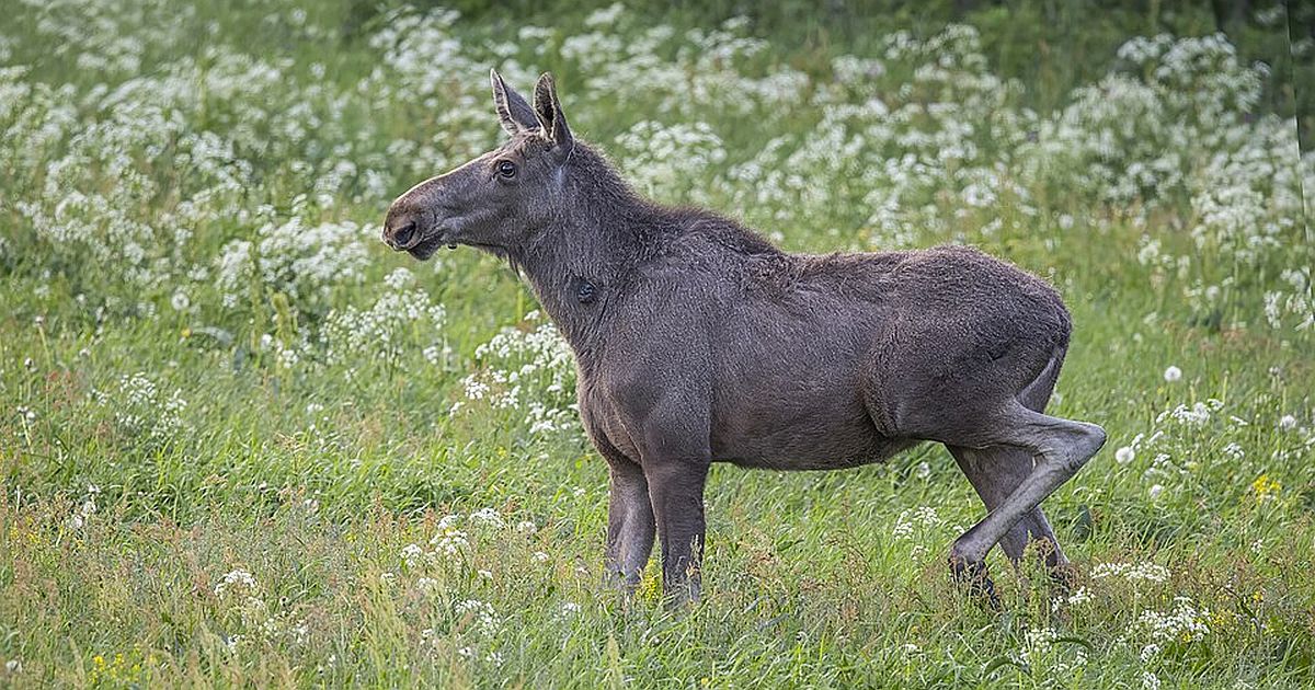 Zmizel a teď se vrátil: Slavný los Emil znovu mate Česko