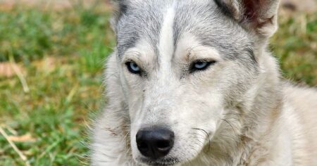 V Černobylu se objevili modří psi. Rozuzlení celé záhady překvapilo i vědce