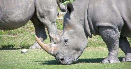 Pytláci nemají šanci: Nové technologie úplně zastavily lov nosorožců