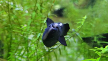 Velký úspěch ostravské zoo. Poprvé se tu přirozeně narodila vzácná tropická ryba. Vypadá rozkošně